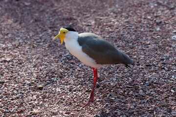 masked lapwing
