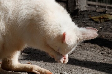 White wallaby