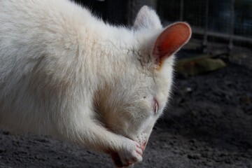 White wallaby