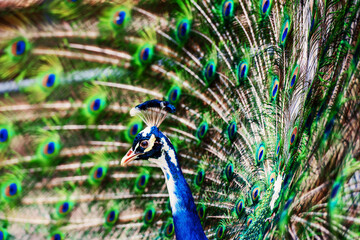 Fototapeta premium Beautiful peacock showing off his colorful tail fully opened