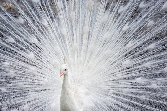 White peacock showing off his colorful tail fully opened