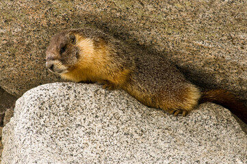 Wild Marmot (Marmota) near Tokopah falls located in the Lodgeple campground in the Sequoia National Park, CA.