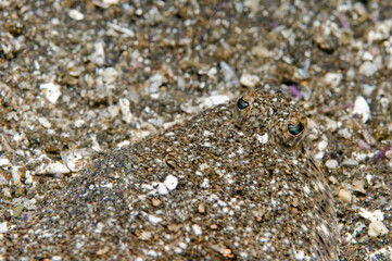 Sanddab off Little Scorpion, Santa Cruz, Channel Islands, CA