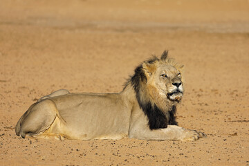 Big male African lion (Panthera leo), Kalahari desert, South Africa