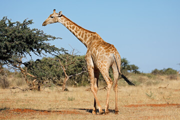 A southern giraffe (Giraffa camelopardalis) in natural habitat, South Africa