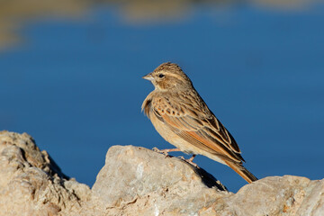 A lark-like bunting (Emberiza impetuani) at a waterhole, Kalahari desert, South Africa