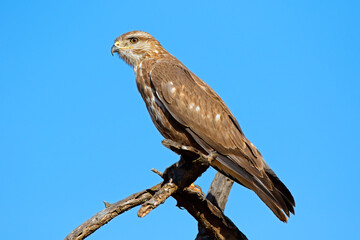 A Steppe buzzard (Buteo buteo) perched on a branch, South Africa