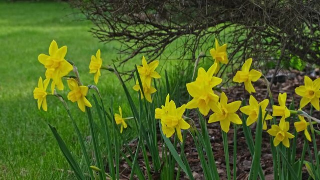 Garden Patch with Blooming Yellow Narcissus Jonquilla Jonquil Rush Daffodil Flowers
