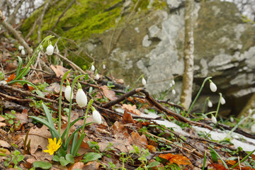 Snowdrops in spring forest