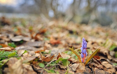 Wild spring violet flowers in forest