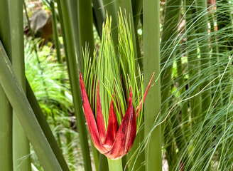 Fototapeta premium Young papyrus leaf (lat. Cyperus papyrus)