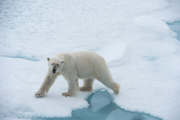 Naklejka na ściany i meble Big polar bear on drift ice edge with snow a water in Arctic North Pole