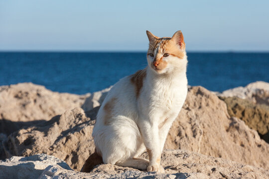 Hungry cat waiting on stone near a sea for fishing boats to return, hoping get some food.