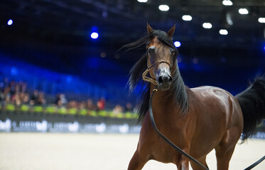 arabian grey horse in movement