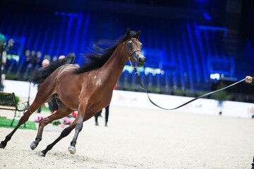 arabian bay horse in movement