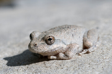 A wild grey Californian Treefrog blending into stone