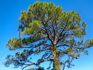 tree against sky