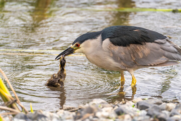 Black-crowned night heron (Nycticorax nycticorax) eating a duckling.