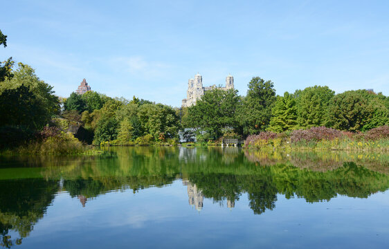 Turtle Pond in Central Park, surrounded by trees and lush marginal plants reflected in the water.
