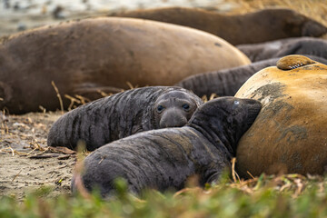 Newborn elephant seal pups lie next to their mother, Drakes Beach, California.