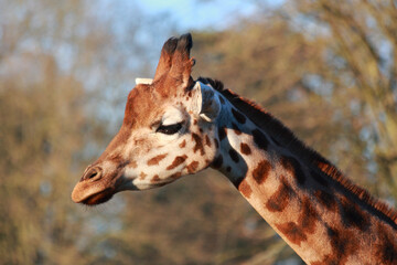 Single giraffe in the nature in autumn