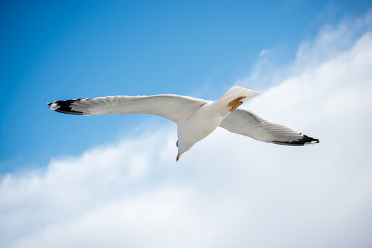 Single seagull flying in a blue sky as a background