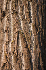 Natural textured tree bark with rough surface close up