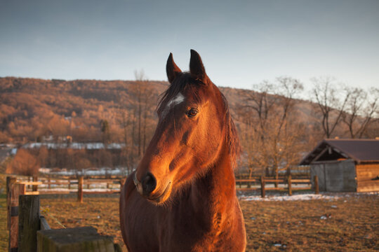 Beautiful horse grazing at sunset with sunlight and farm on background