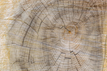 Fototapeta premium Cut through tree section with rings and cracks landscape for background
