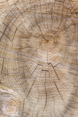 Cut through tree section with rings and cracks portrait for background