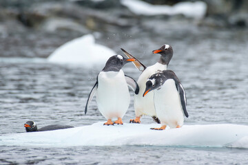 Gentoo Penguins playing on the ice Cuvervile Island, Antarctica