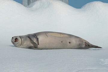 Crabeater seal on an ice flow, Antarctica