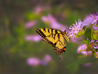 Fototapeta na wymiar Eastern Tiger Swallowtail Butterfly on a Milkweed wildflower, blurred background, summer time