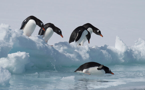 Gentoo Penguins playing on the ice Cuvervile Island, Antarctica