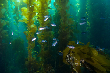 Fototapeta na wymiar Fish in kelp reef off Catalina Island, CA