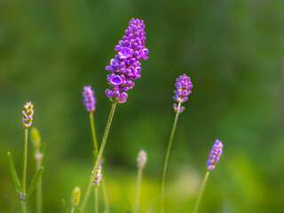 close-up of a single lavender flower and blurred green background