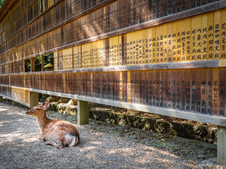 Sika deer in front of Wooden tablets, Nara, Japan