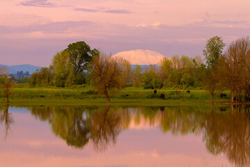 Mount Saint Helens reflection with cattle cows grazing by the water in Sauvie Island during sunset