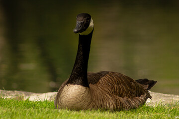 Portrait of a Canada Goose (Branta canadensis) Preening Feathers Beside Manmade Pond in Polson Park, Vernon, BC, Canada