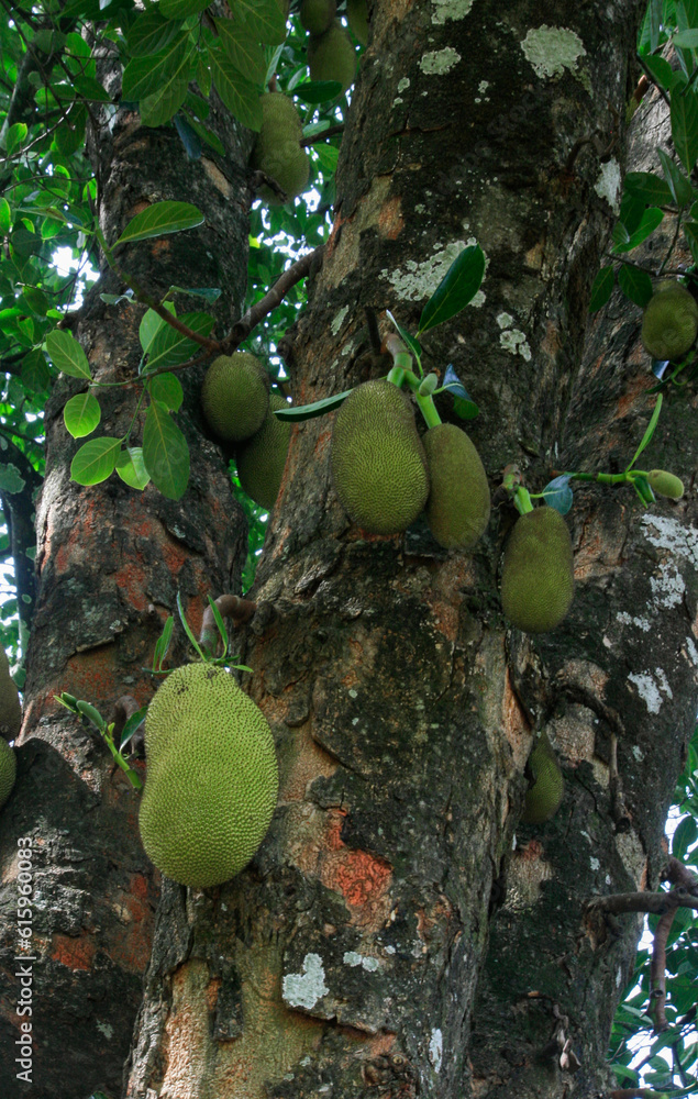 Wall mural Jackfruits hanging from a tree in Munnai, India