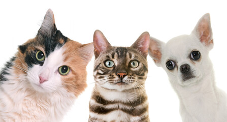 cats and chihuahua in front of white background