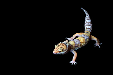 Bell Albino Gecko isolated against black background