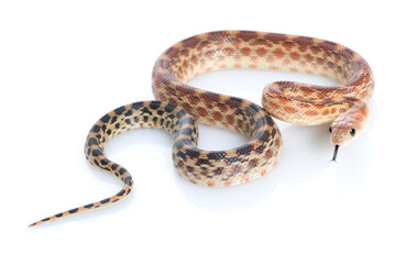 Cape Gopher Snake (Pituophis catenifer vertibralis)
