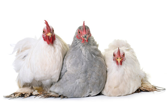 pekin chicken in front of white background