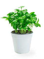 Photo of a basil plant in a white pot over white background.