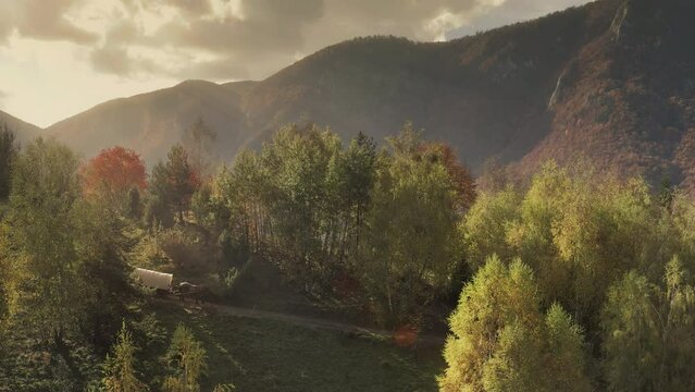 Covered wagon pulled by a horse through a forest at sunset. Aerial shot from a drone.