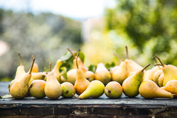 Autumn nature concept. Fall pears on wood. Thanksgiving dinner