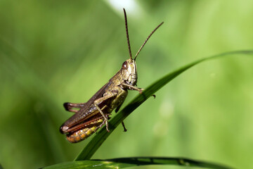 The green grasshopper sits on a stalk of grass. Blurring background.