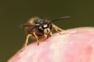 wasp to apple tree branch.insect macro wild