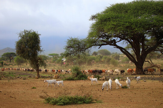 A large herd of cows in Kenya